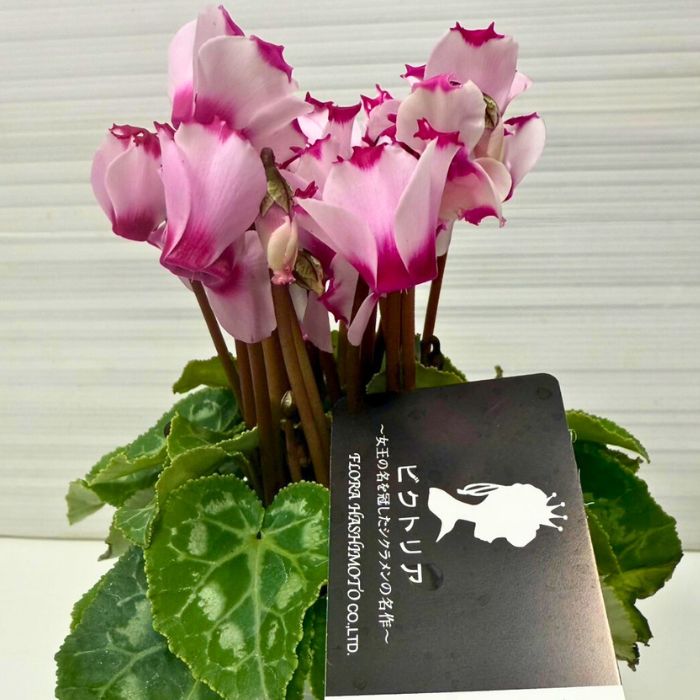 ミニシクラメンビクトリア3号