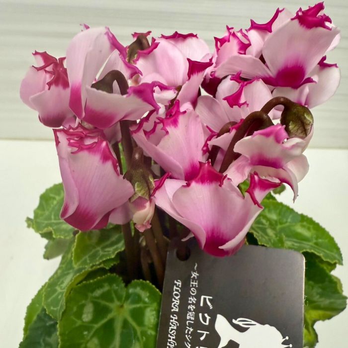 ミニシクラメンビクトリア3号