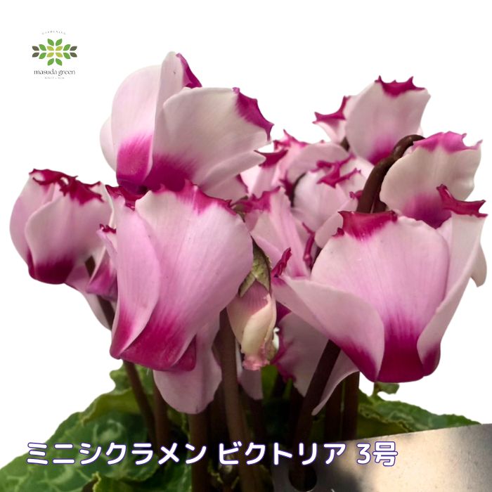 ミニシクラメンビクトリア3号