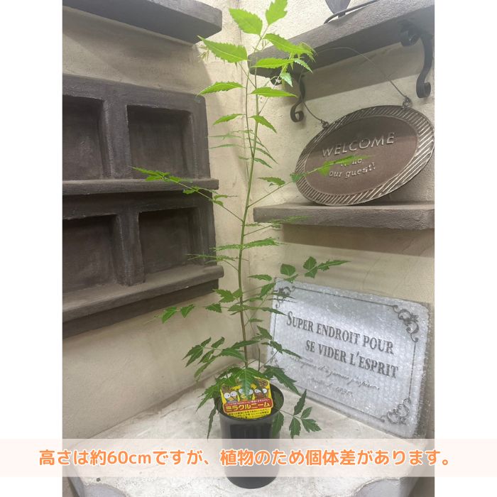 ミラクルニームの木説明05