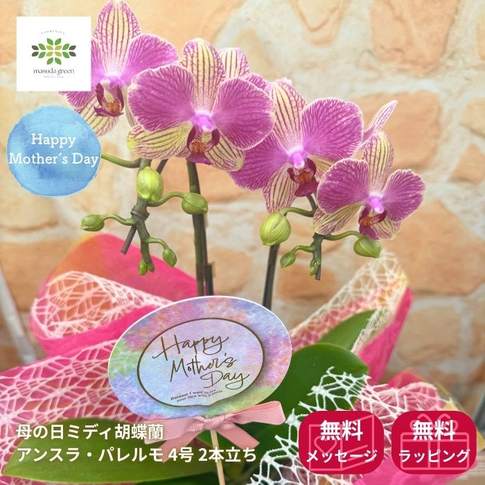母の日ミディ胡蝶蘭アンスラ・パレルモ