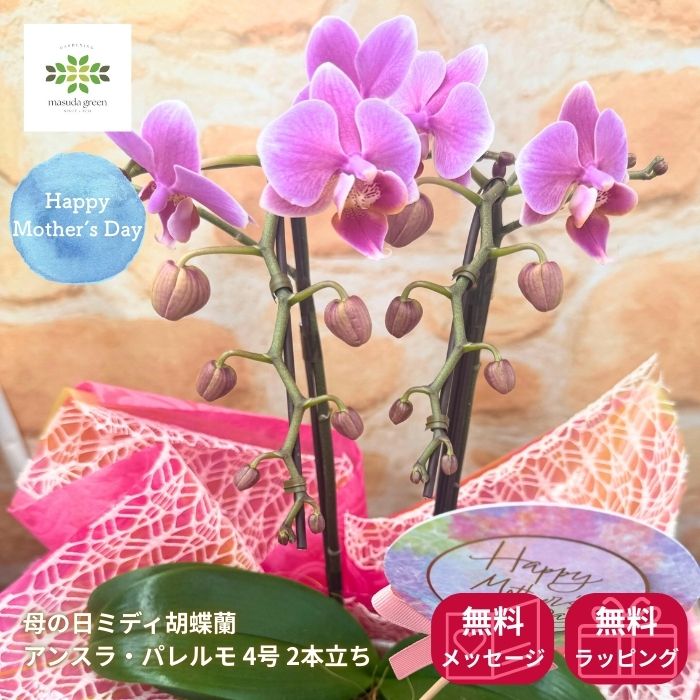 母の日ミディ胡蝶蘭リンリン