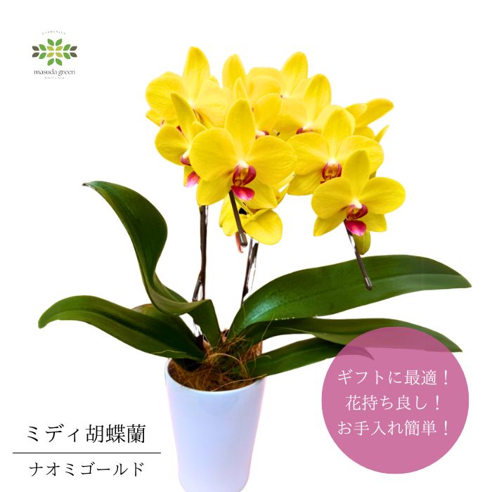 ミディ胡蝶蘭ナオミゴールド