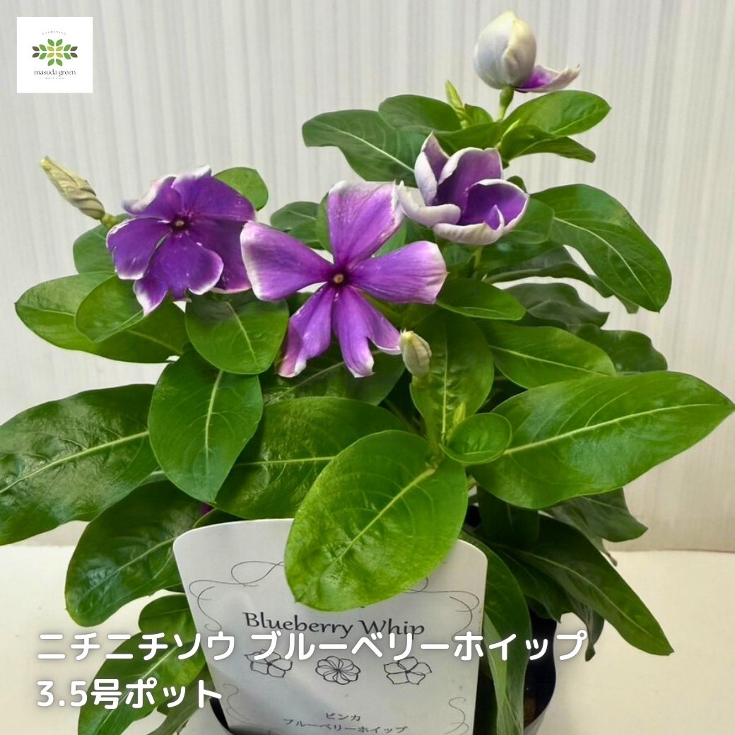 日々草ブルーベリーホイップ