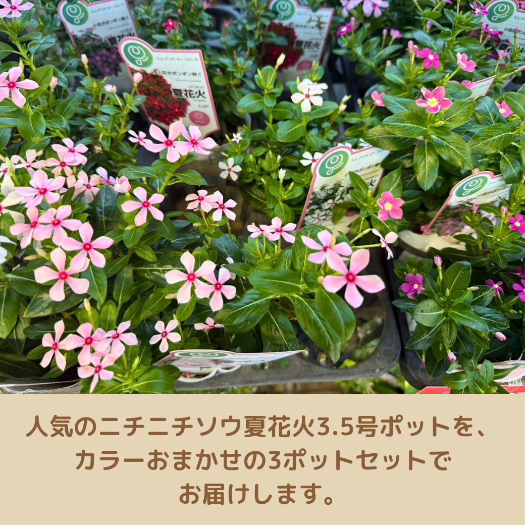 日々草夏花火色おまかせ3ポットセット