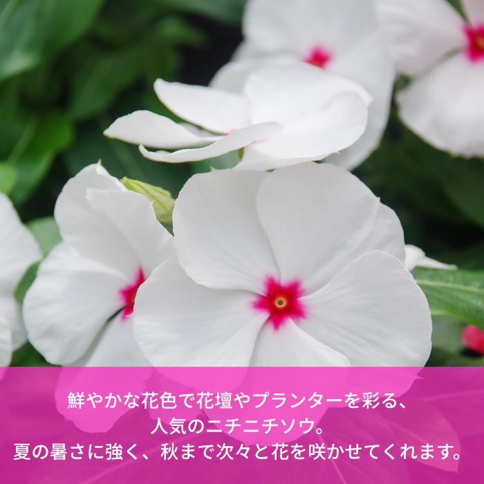 ニチニチソウ苗色おまかせアソートセット
