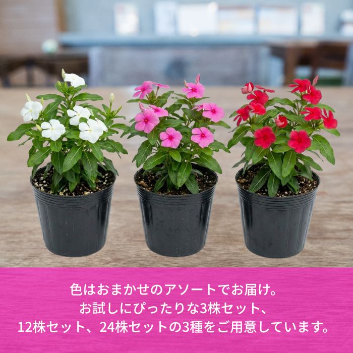 ニチニチソウ苗色おまかせアソートセット