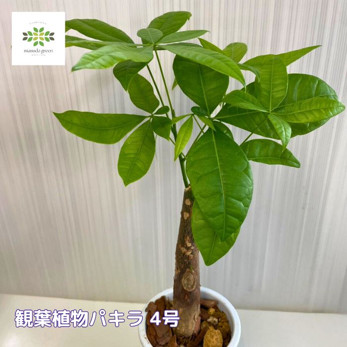 パキラ鉢植え4号