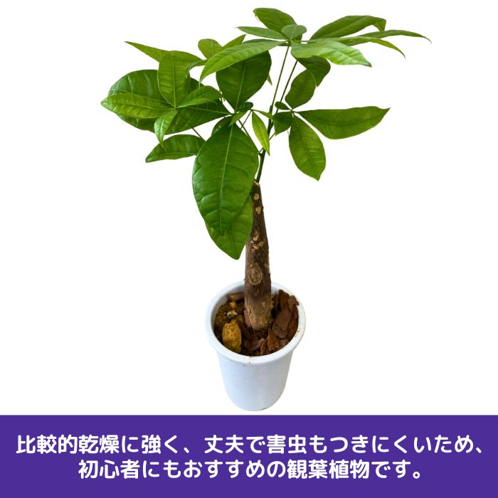 パキラ鉢植え4号