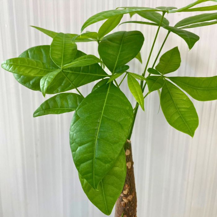 パキラ鉢植え4号