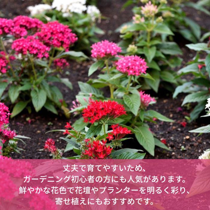 ペンタス苗色おまかせアソートセット