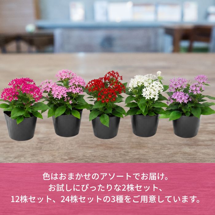 ペンタス苗色おまかせアソートセット