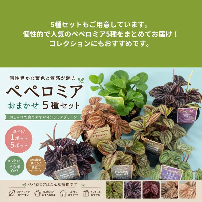 ペペロミア3号ポット