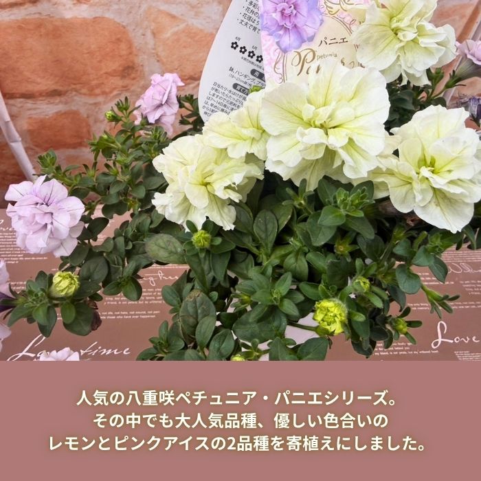 ペチュニア鉢植えパニエ2色植え5号