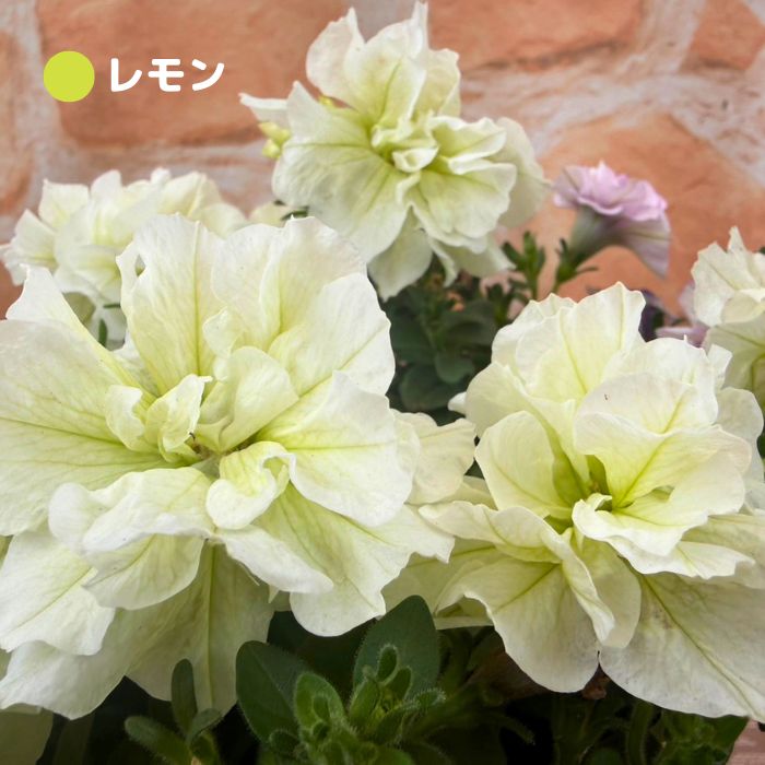 ペチュニア鉢植えパニエ2色植え5号