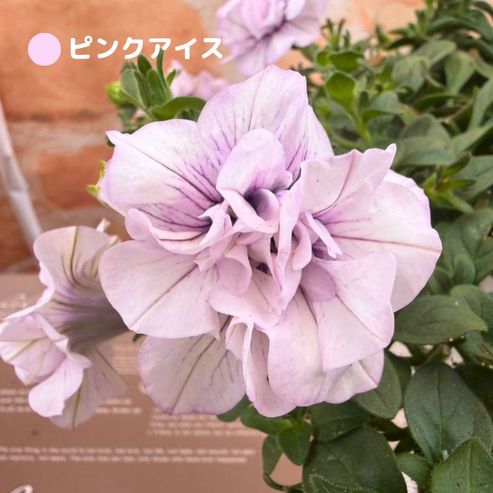 ペチュニア鉢植えパニエ2色植え5号