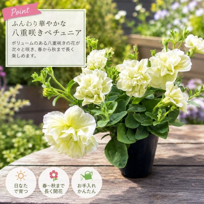ペチュニア苗パニエ3.5号ポット