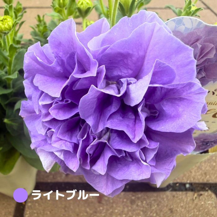 ペチュニア苗パニエ3.5号ポット