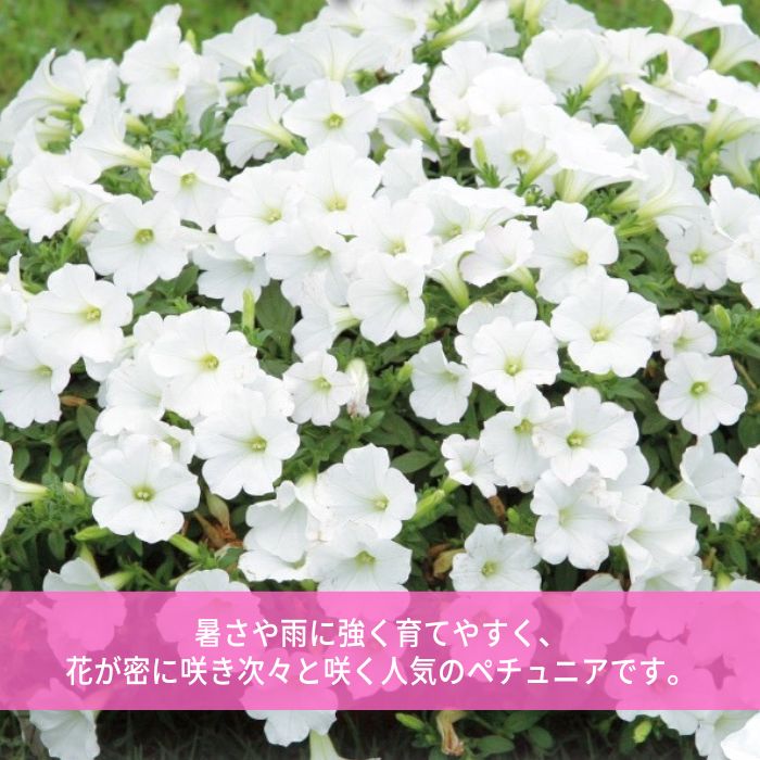 ペチュニア苗おゆきちゃん