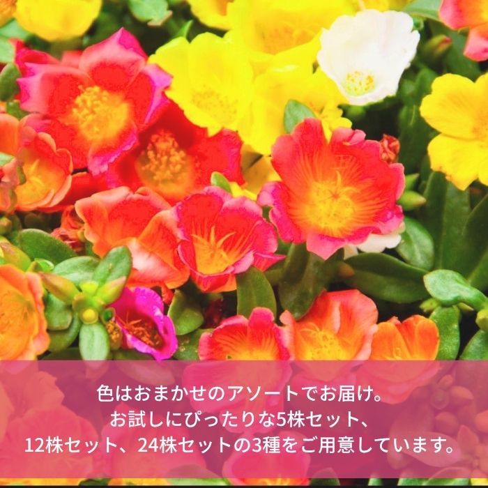 ポーチュラカ苗色おまかせ アソートセット