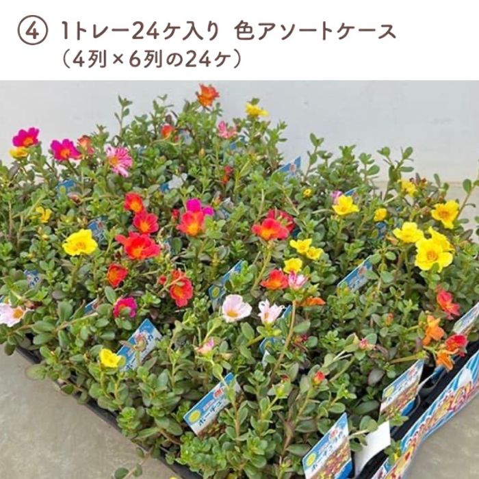 ポーチュラカ苗色おまかせ アソートセット