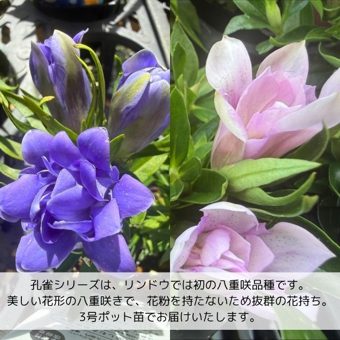 りんどう苗孔雀シリーズ