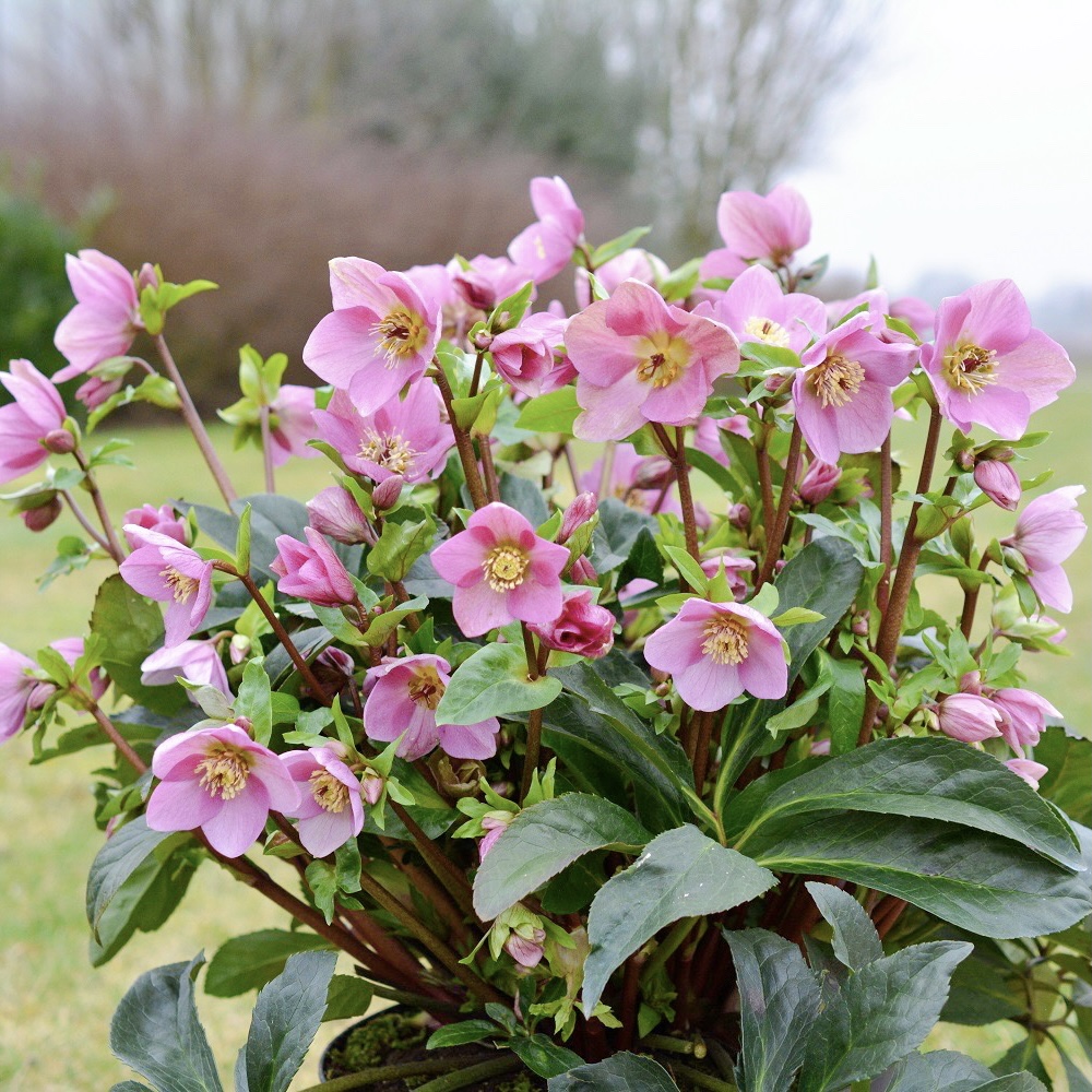 クリスマスローズ　ラベンダーピンク