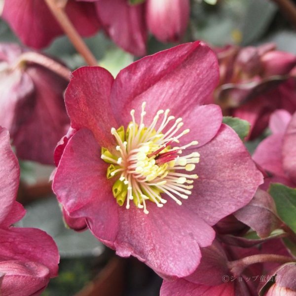 氷の薔薇レッド