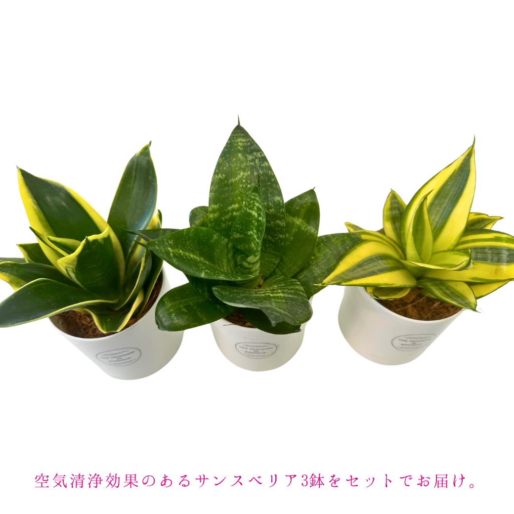 観葉植物サンスベリア3.5号3点セット説明02