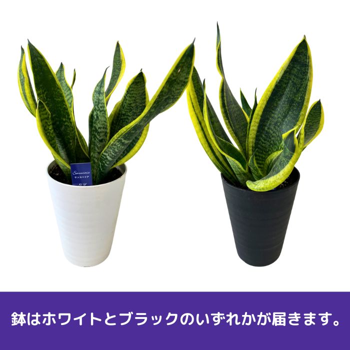観葉植物サンスベリア4.5号