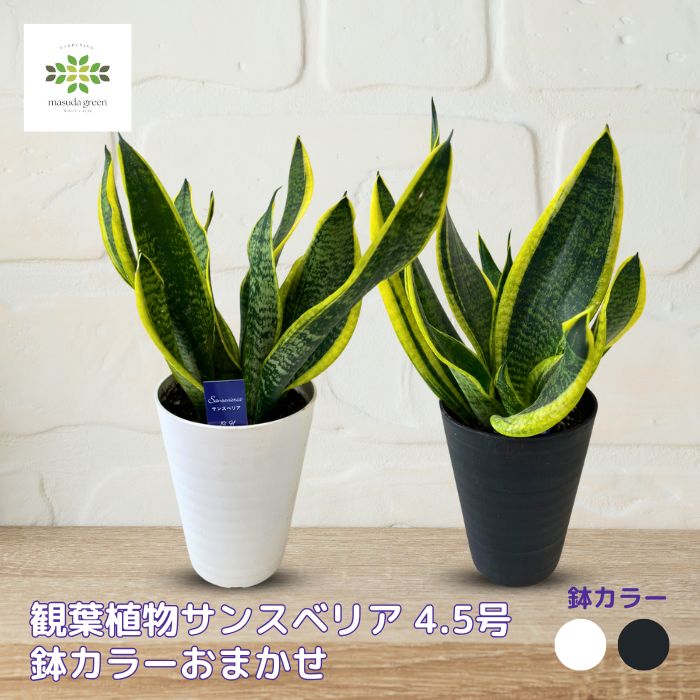 観葉植物サンスベリア4.5号