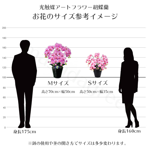 光触媒胡蝶蘭サイズ