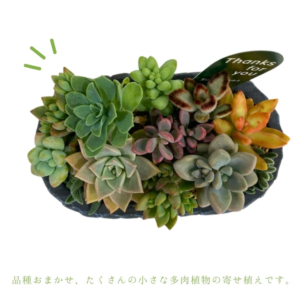 送料無料 多肉植物 おまかせ 寄せ植え オールドハウス セメント鉢入