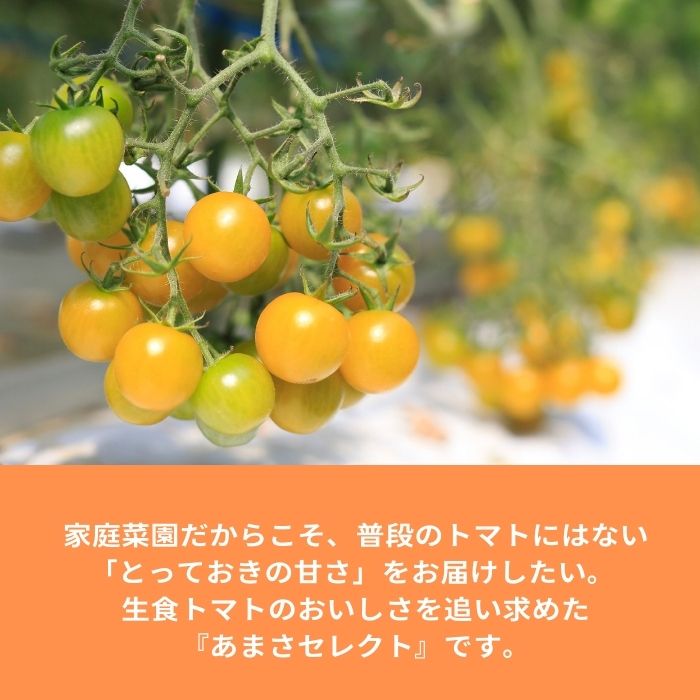 ミニトマト苗 ハニーイエロー