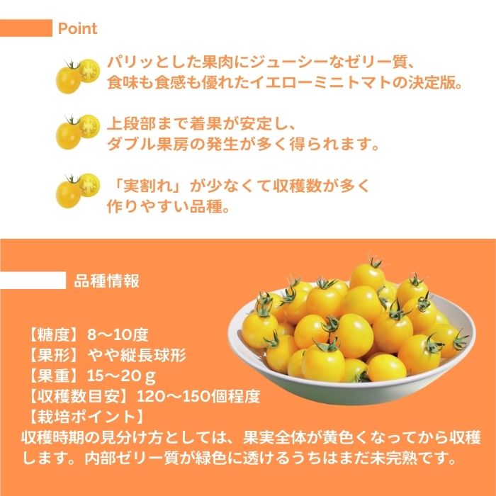 ミニトマト苗 ハニーイエロー