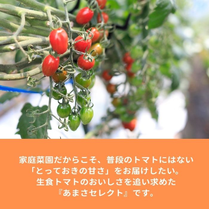 ミニトマト苗 純あま
