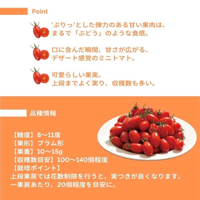 ミニトマト苗 純あま