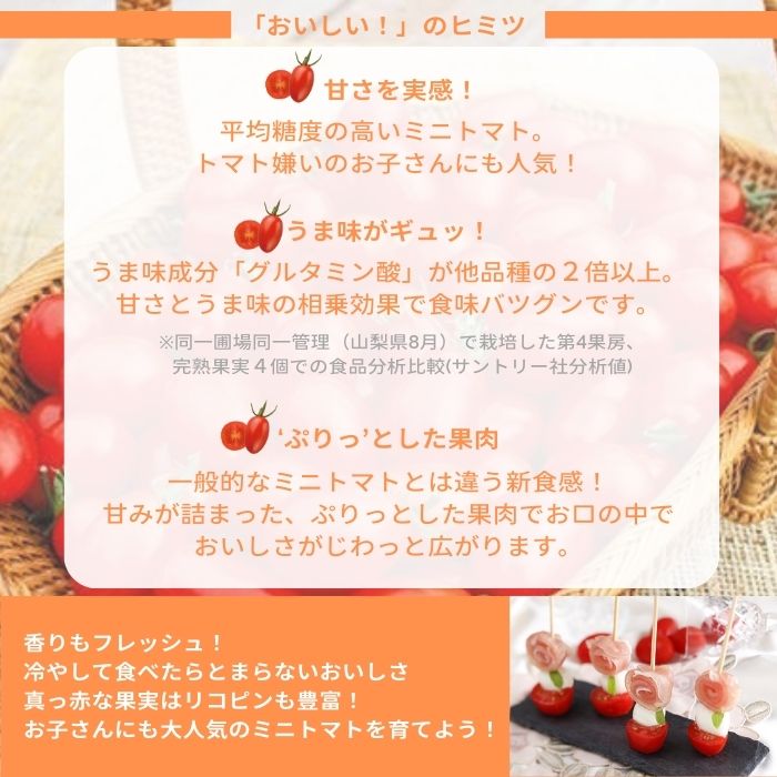 ミニトマト苗 純あま