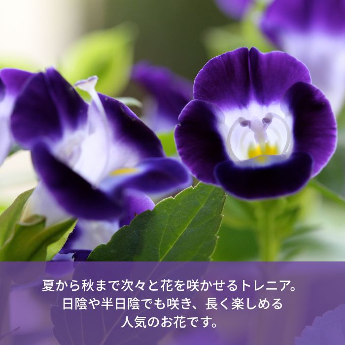 トレニア苗色おまかせ アソートセット