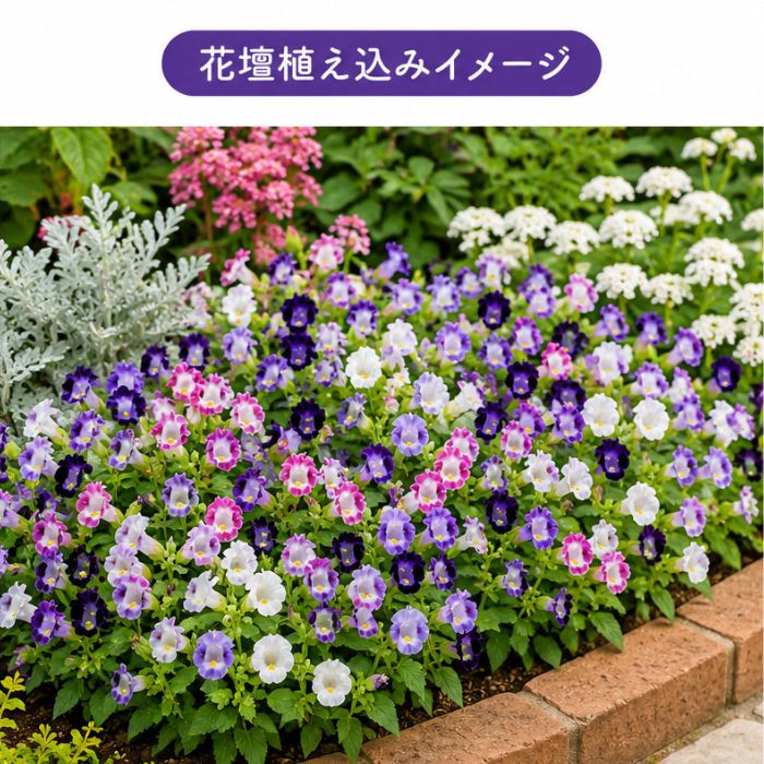トレニア苗色おまかせ アソートセット