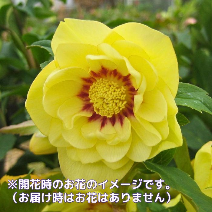 クリスマスローズ苗ダブル・ゴールド3号