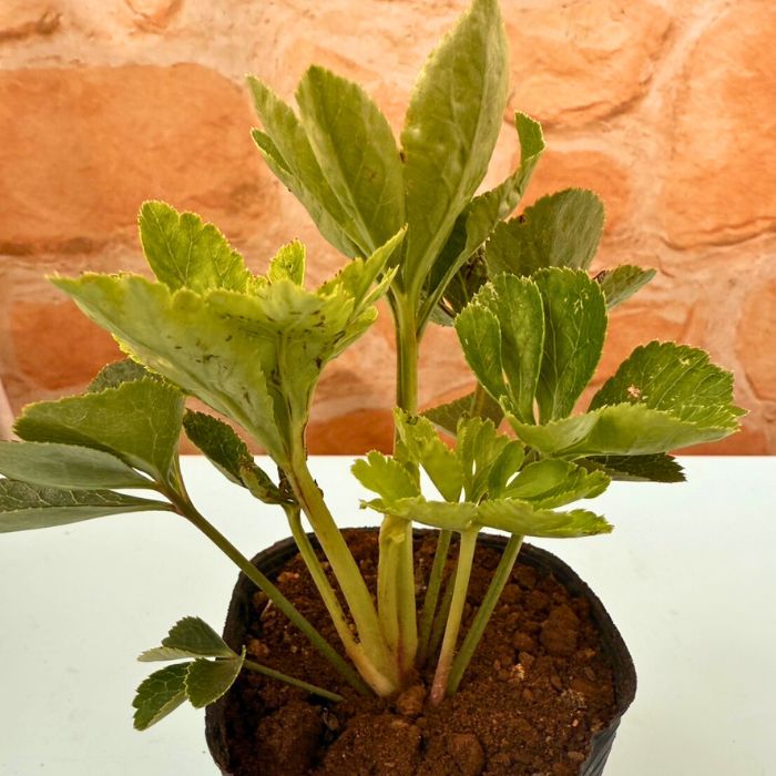 クリスマスローズ苗ダブル・ゴールド3号