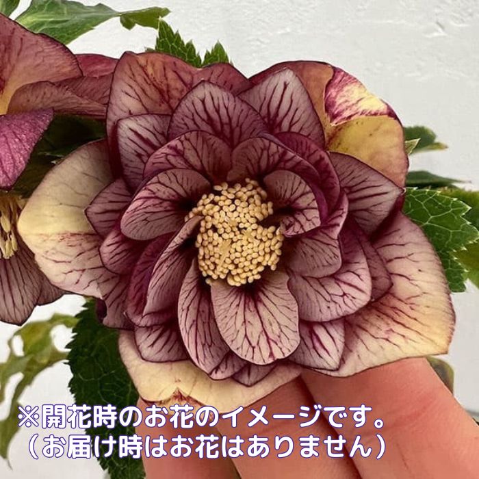 クリスマスローズ苗ダブル・ゴールドネオンシェード3号