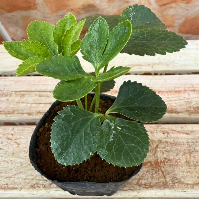 クリスマスローズ苗ダブル・ゴールドネオンシェード3号