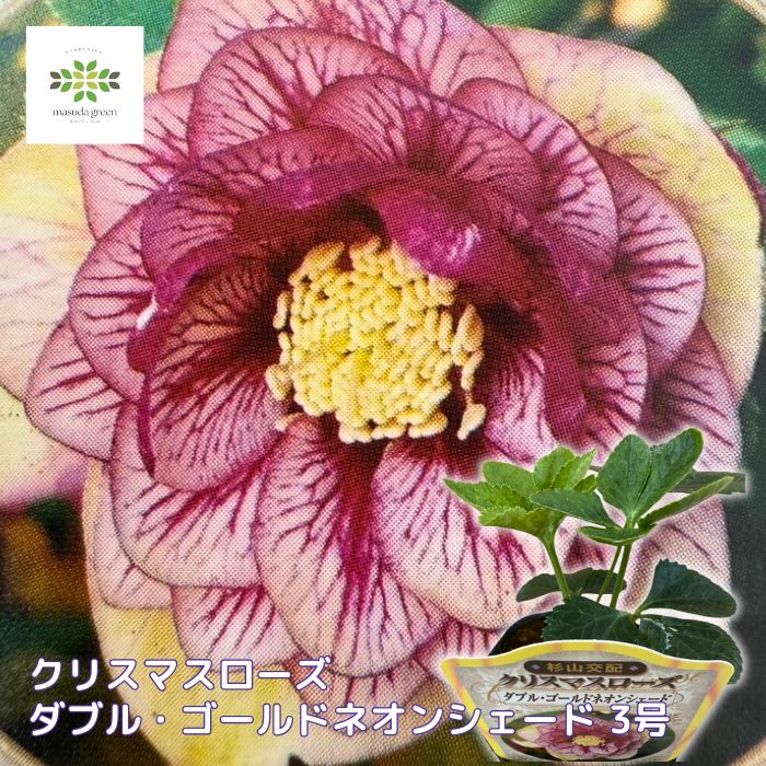 クリスマスローズ苗ダブル・ゴールドネオンシェード3号