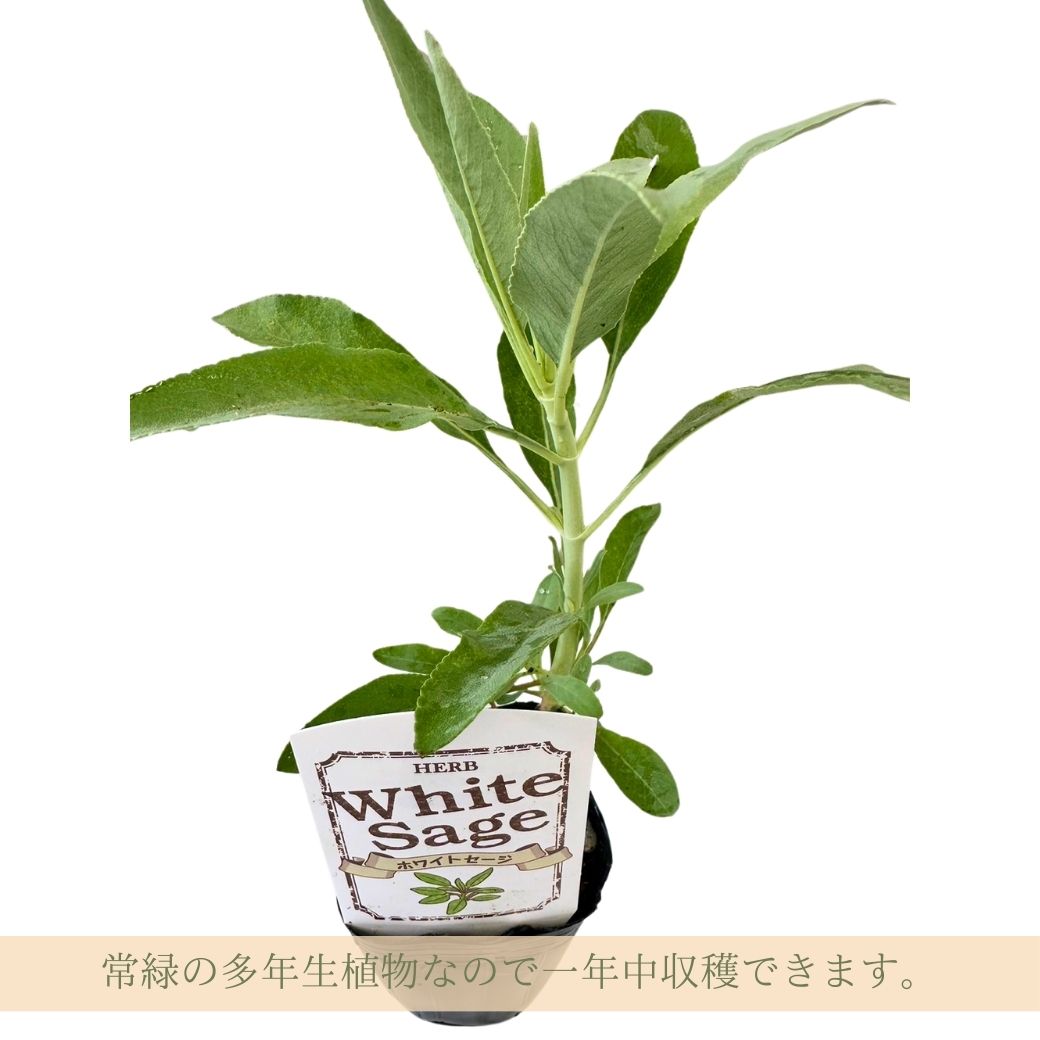 常緑の多年生植物なので一年中収穫できます。