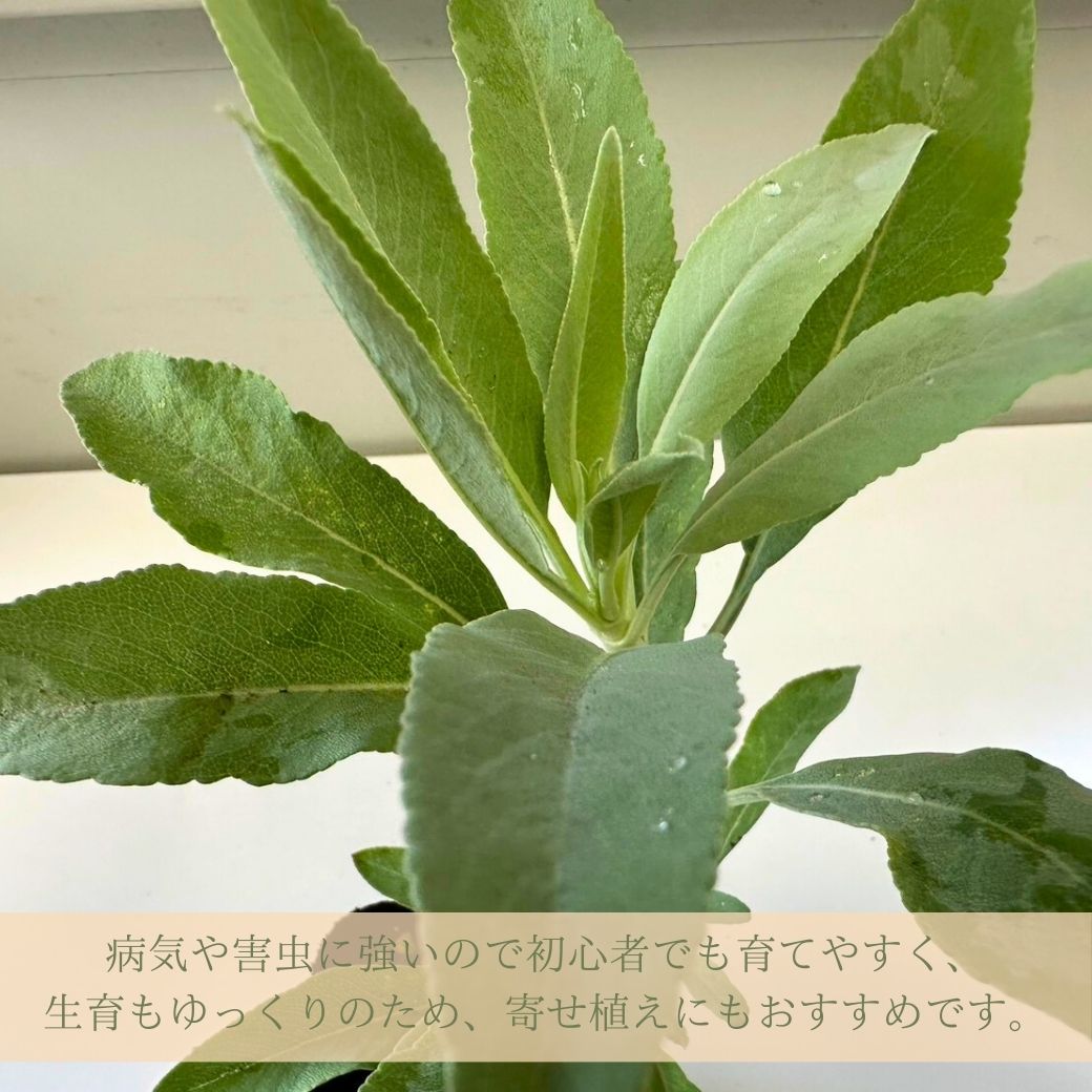 病気や害虫に強いので初心者でも育てやすく、生育もゆっくりのため、寄せ植えにもおすすめです。