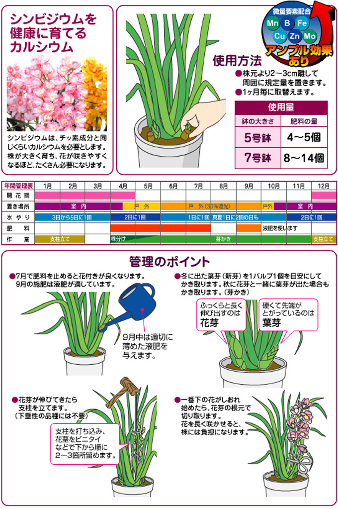 洋らんの置肥説明2024